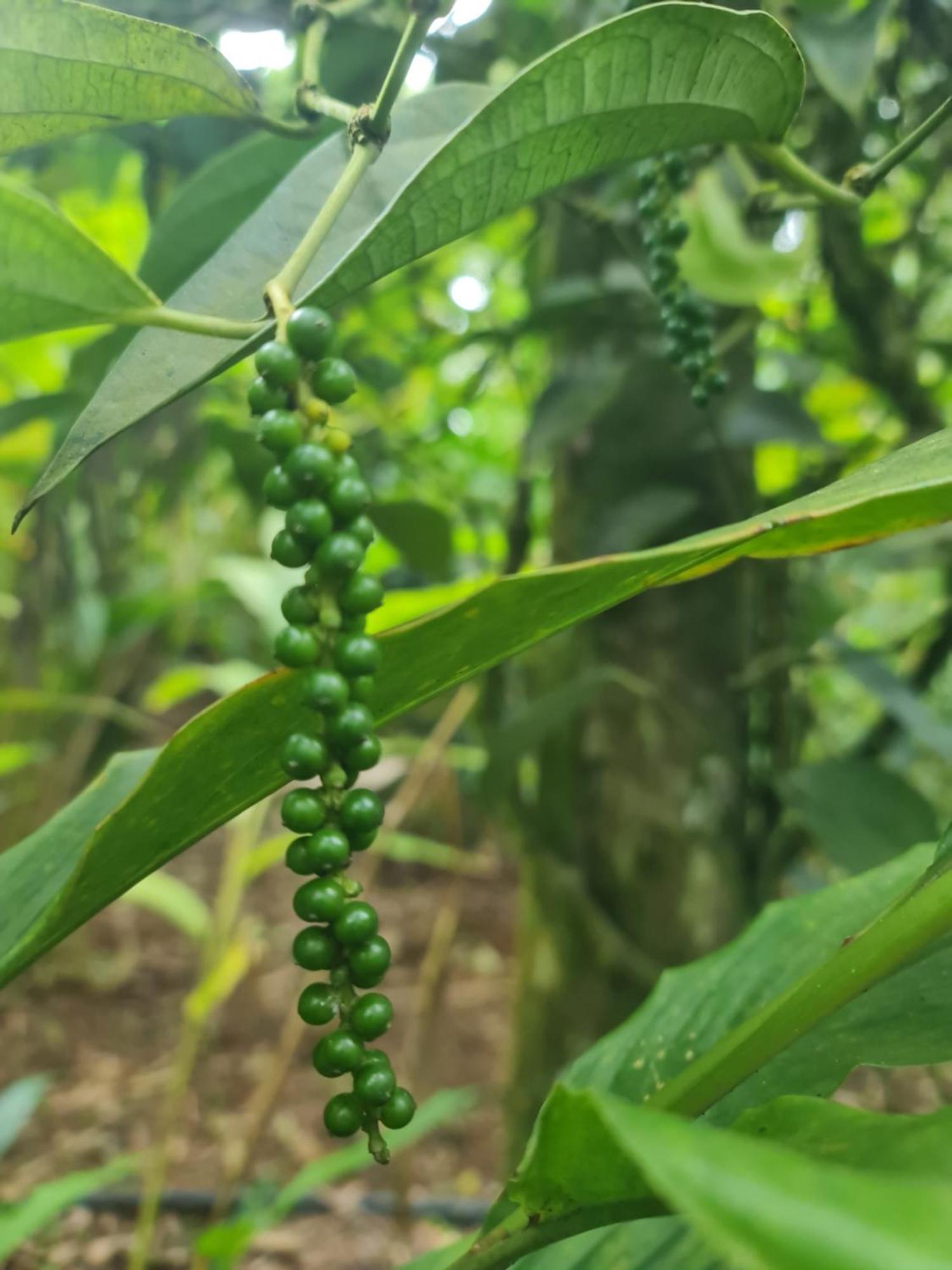 Panthalams Homestay تيكَدِيْ المظهر الخارجي الصورة